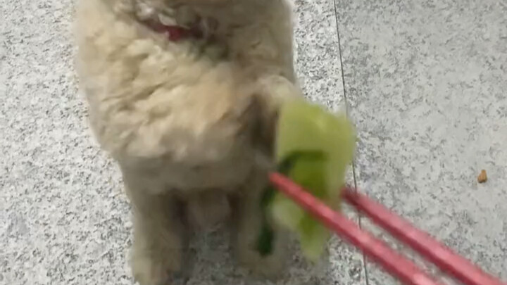 Chỉ cần đưa cho nó một mớ rau xanh là nó sẽ biết điều mà bỏ đi.