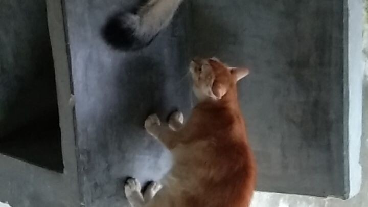 আপন ভাই বোন