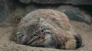 The Pallas's cat using its tail as a pillow