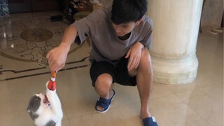 Don't  Leave Your Cat to Others Long 