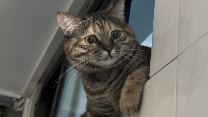 في اليوم الثالث لوجود قطّتيّ في منزل حبيبي، بدا قطّه قلقًا ومترصدًا للطرف الآخر في الخفاء.