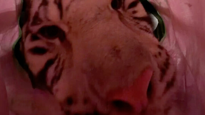 ม้าลาย: ซื้อของอร่อยๆ ให้หนูหน่อยสิ