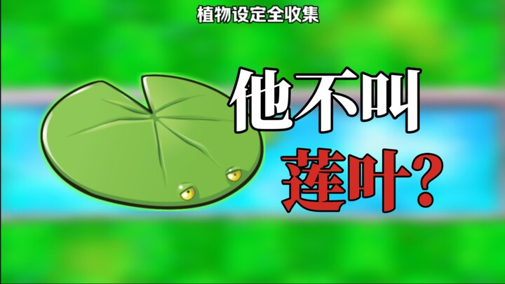 Lá sen đã lừa mọi người suốt hơn mười năm? Loài hoa súng với sức hút quá mờ nhạt!