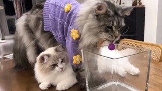 مع قطة Maine Coon Ragdoll، لن تضطر حتى إلى دفع ثمن ألعابها!