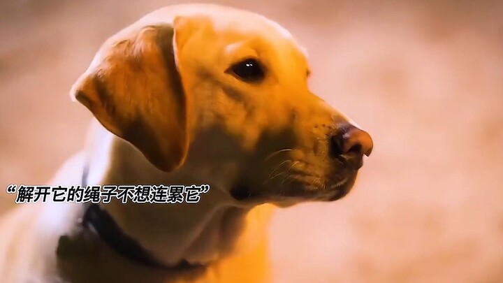 Dogs are humanity’s most loyal friends—don’t hurt them if you don’t love them.