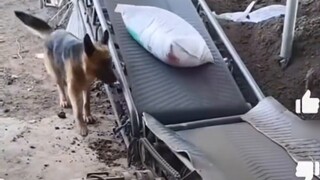 Situs asing ramai bahas anjing pemburu serigala China sebagai inspektur kargo, 83 juta kali dilihat,