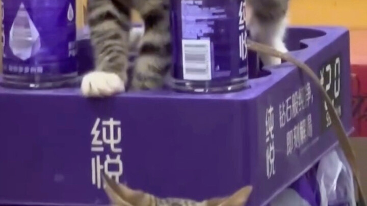 เจ้าเหมียวผู้จัดการร้านไก่ตุ๋นฮวงเมิ่น