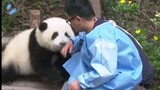 Panda Clingy He Hua Lebih Dari 20kg Sekarang!