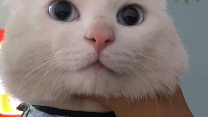 What! How can this foodie cat be so cute?