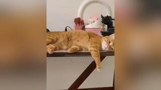 ngày thứ nhứt a nói buông tai, là ngày e khók sưg mắt chừng này emkhonghieu 💔💔💔💔 monleo mèo 🐈 🐱 fypp