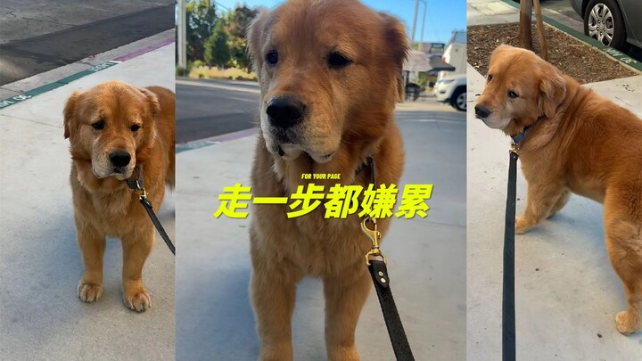 Anjing golden retriever besar ini bahkan merasa berat untuk melangkah keluar, tapi begitu dibilang p