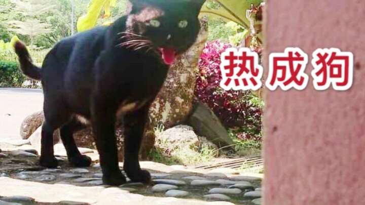 It’s really tough for black cats in tropical countries—halfway through mating season, the heat drive