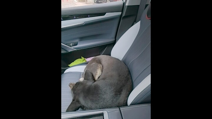 เปิดระบบนวดเบาะให้หมาที่นั่งข้างคนขับ