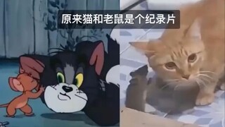 "当猫和老鼠照进现实"~#动画短片