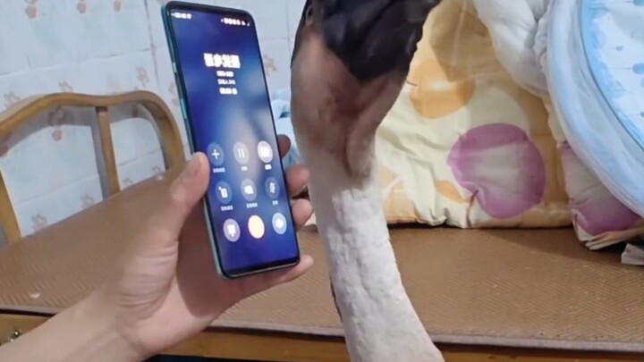 看得出来 这个鹅真的很用心的在听