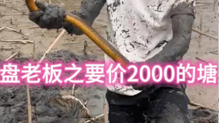 Ông chủ dám ra giá 2.000 cho cái ao này, xem hôm nay bắt được bao nhiêu lươn nhé.