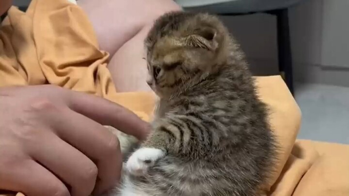 The little cat is totally docile—aww, look at that chubby tummy!