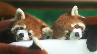 Sisters Lying on Ice