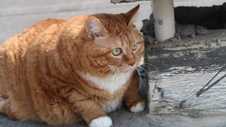 برتقالية كبيرة ممتلئة الجسم حقًا