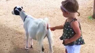 Videos De Risa 2022 Nuevos - Bebes Graciosos - Bebé de momento divertido en el zoo / Funny Videos