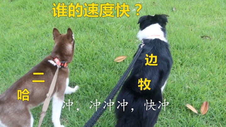 Chủ nhân cho chú chó chăn cừu xứ Wales và Husky thi tốc độ, rốt cuộc ai sẽ giành chiến thắng?