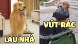 Đần Con Thông Minh | Nhặt Được Gâu Đần Ở Bãi Rác, Không Ngờ Thông Minh Vô Cùng 😍 | Yêu Lu