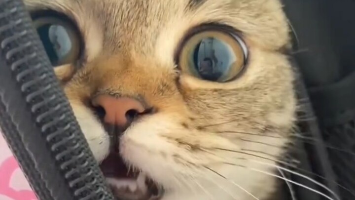 เหมือนมันรู้ตัวว่าตัวเองน่ารักนะ