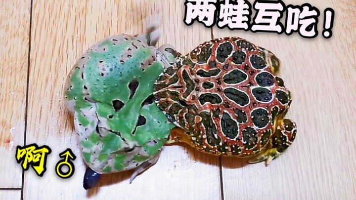 Mencekam! Si pemberi makan katak hampir celaka, si hijau tua nyaris ditelan si merah kecil! Pantat b