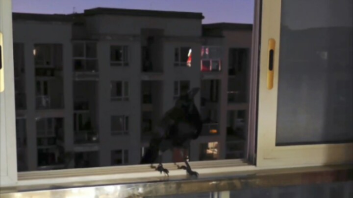 Anak baik yang pulang saat hari sudah gelap (meski sebenarnya sudah jadi gagak paruh baya berusia de