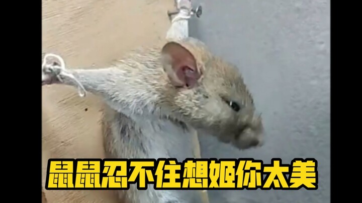 Versi Gokil Bahasa Jepang: “Tikus Tikus Tak Tahan, Kamu Terlalu Cantik, Hime!”
