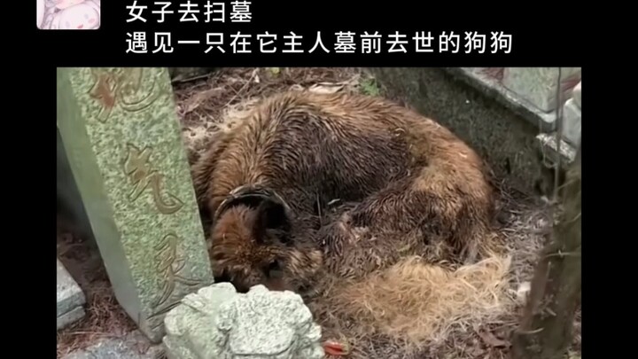 It spent its final moments sleeping beside the person who loved it most in life…