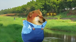 Ketika anjing kota bertemu dengan anjing pedesaan