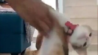 Cat: I just think it's a bit noisy
