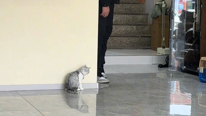 Kucing Kecil Suka Mengejutkan