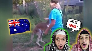 Arab Muslim Brothers React To Man fights kangaroo Compilation Best Funny Videos