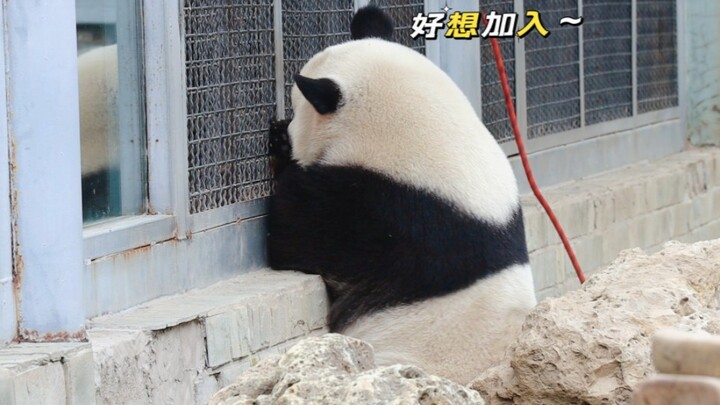 Mặc Mặc Nhi: Em gái, chị có thể vào đó chịu đòn không? Chị chịu đòn giỏi mà!