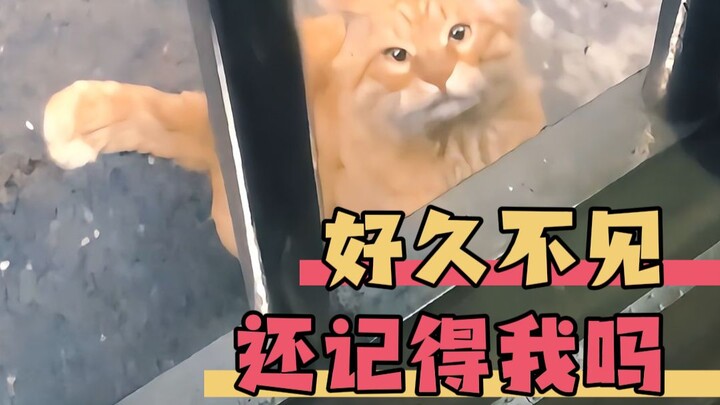 I swear by three years of spring and autumn, all just to become your kitty.