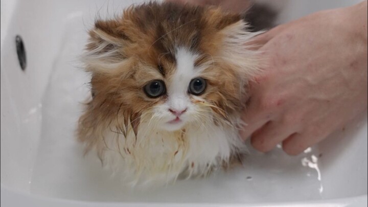 Merombak tampilan kucing berantakan, perbedaannya sebelum dan sesudah sungguh terlalu mencolok!