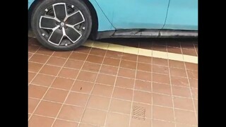 【Naik Sapi Tua Lihat Babi Kecil】Video Pertama Mohon Dukungan Tiga Kali!