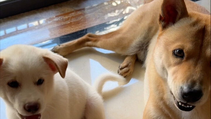 Rasanya tidak terlalu pintar.