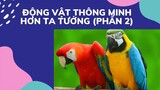 Động vật thông minh hơn chúng ta tưởng (Phần 2) - Smart Parrots | Thế Giới Xả Stress TV