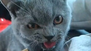 没想到小猫也会晕车