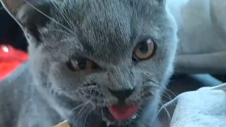 ฉันไม่ได้คาดหวังว่าแมวจะเมารถได้เช่นกัน