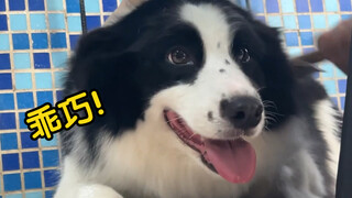 Border Collie: Đừng giận Husky, hãy tắm thoải mái thôi!
