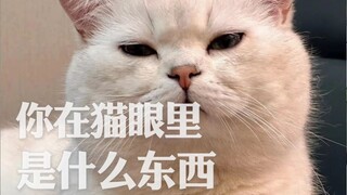 你在猫眼里，可能是个傻子！