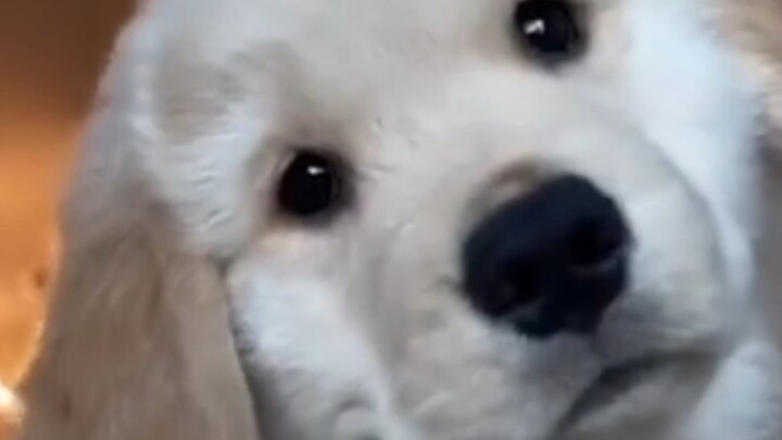 Seberapa tampan sih anjing Golden Retriever?