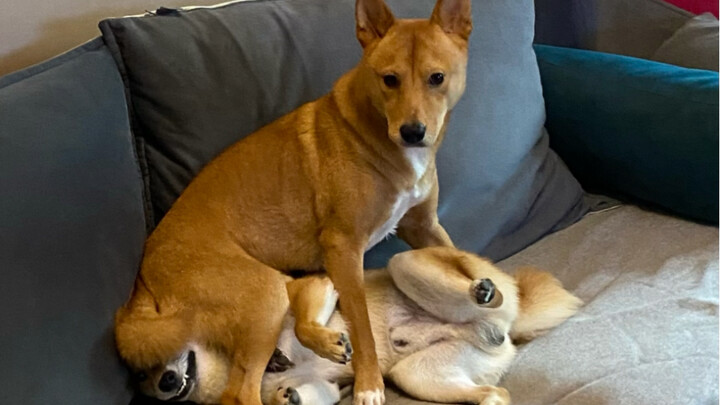 Anak anjing Tiongkok ternyata jadi si penindas, sementara anak anjing Jepang cuma bisa marah dalam h