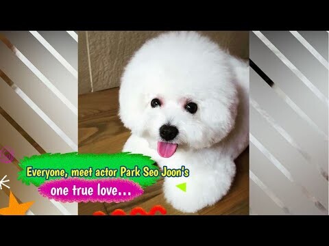 Meet  Park Seo Joon‘s One True Love…Simba
