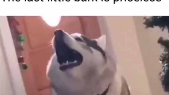 Singing Husky 🤣