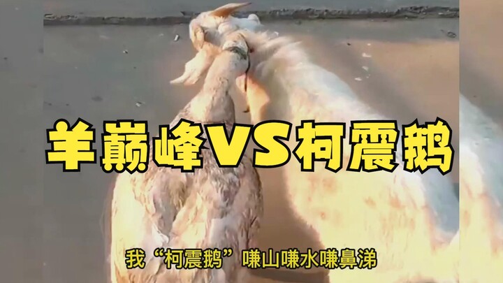 Who is actually the top “four tyrants” in rural areas?